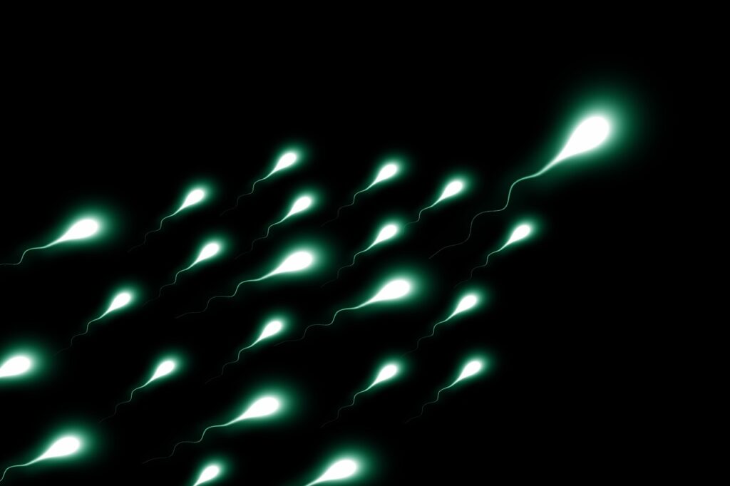sperium, sperm, winner, first, competition, champion, front runner, egg, egg cell, seeds, sperm cell, same, nucleus, sperm, sperm, sperm, sperm, sperm